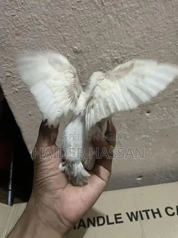 Shamo Cross and Heera Chicks - High-Quality Poultry Breeding Pair