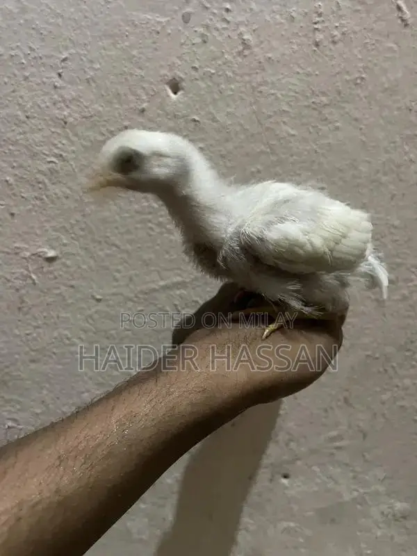 Shamo Cross and Heera Chicks - High-Quality Poultry Breeding Pair