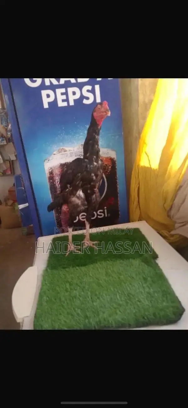 Shamo Cross and Heera Chicks - High-Quality Poultry Breeding Pair