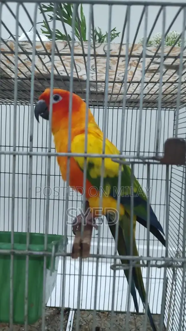 High Red Factor Sun Conure Breeding Pair