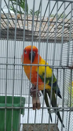 High Red Factor Sun Conure Breeding Pair