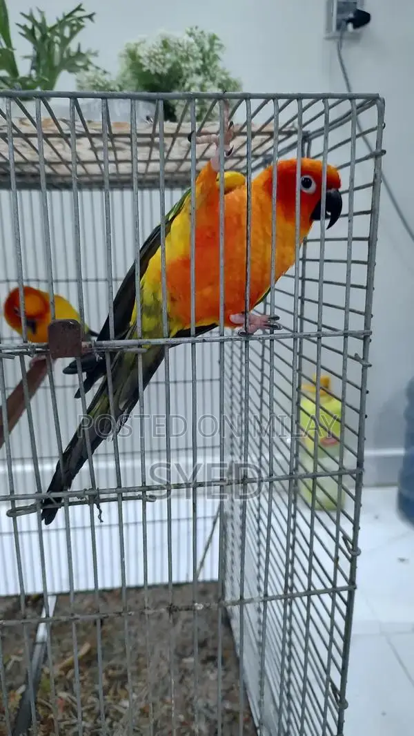 High Red Factor Sun Conure Breeding Pair