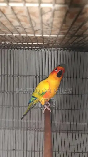 High Red Factor Sun Conure Breeding Pair