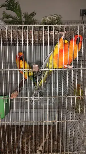 High Red Factor Sun Conure Breeding Pair