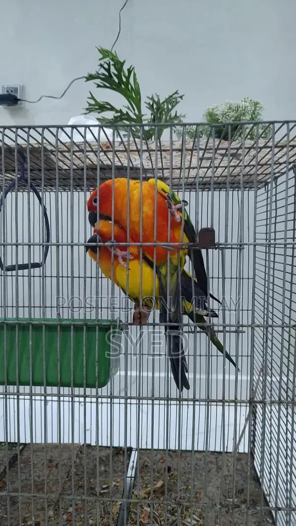 High Red Factor Sun Conure Breeding Pair