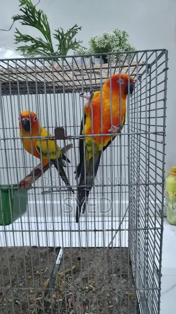High Red Factor Sun Conure Breeding Pair
