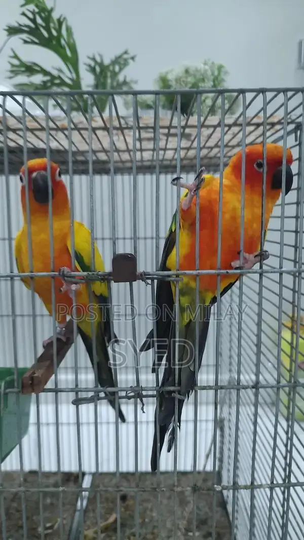 High Red Factor Sun Conure Breeding Pair