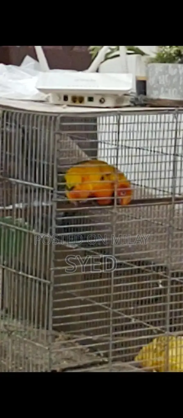 High Red Factor Sun Conure Breeding Pair