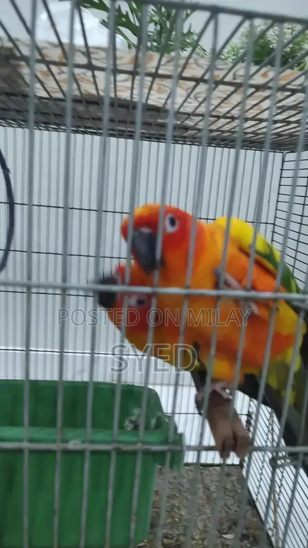 High Red Factor Sun Conure Breeding Pair