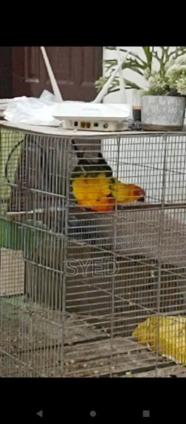 High Red Factor Sun Conure Breeding Pair