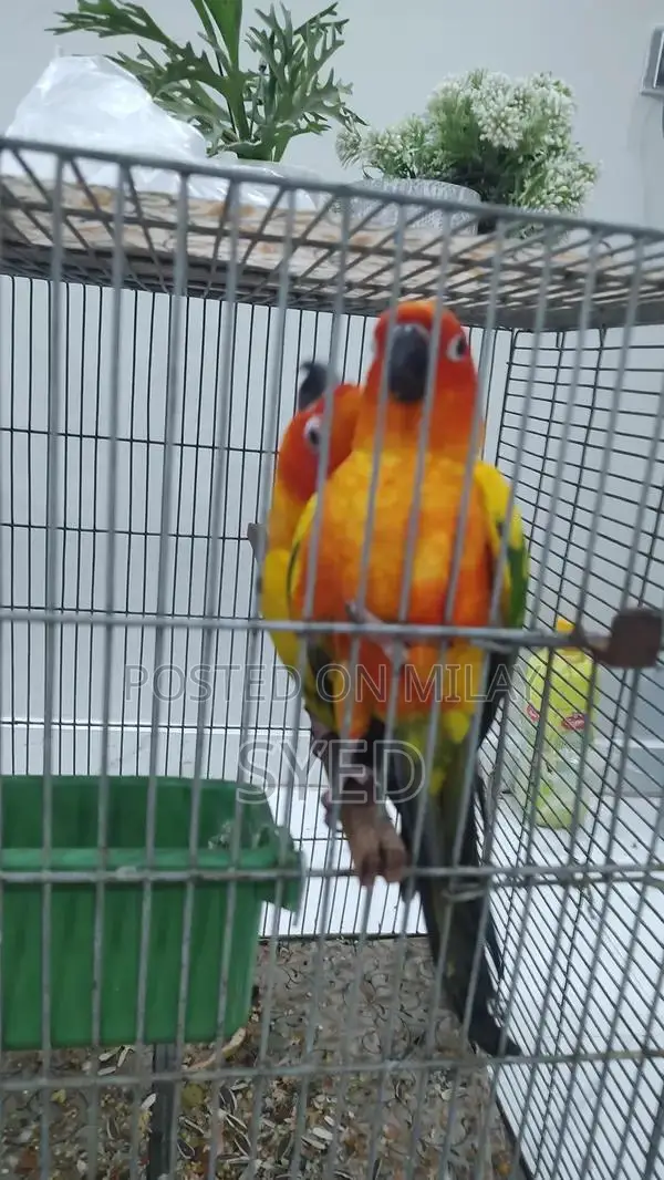High Red Factor Sun Conure Breeding Pair