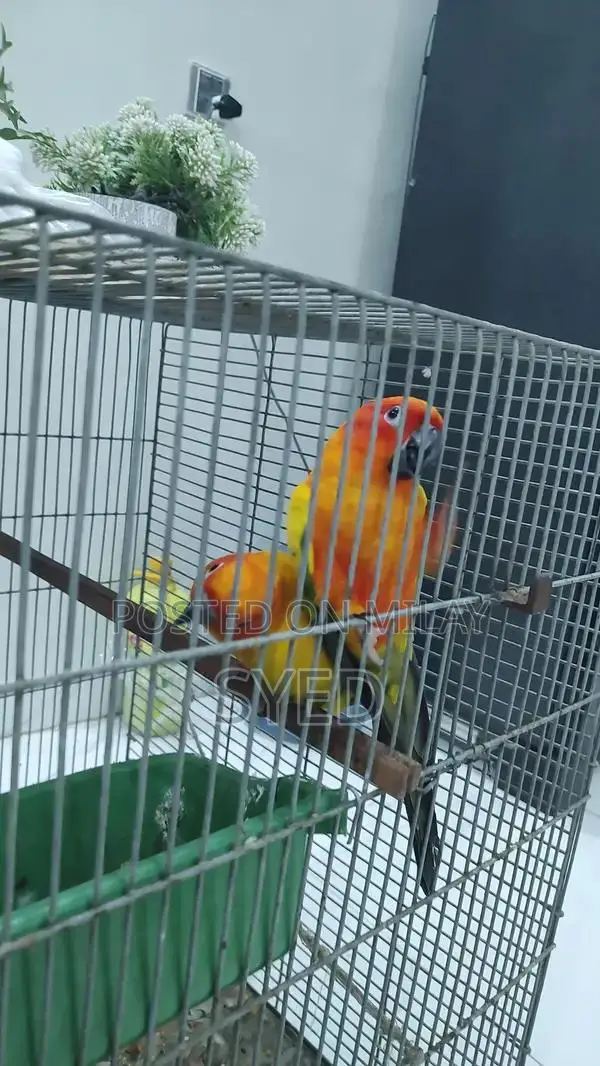 High Red Factor Sun Conure Breeding Pair