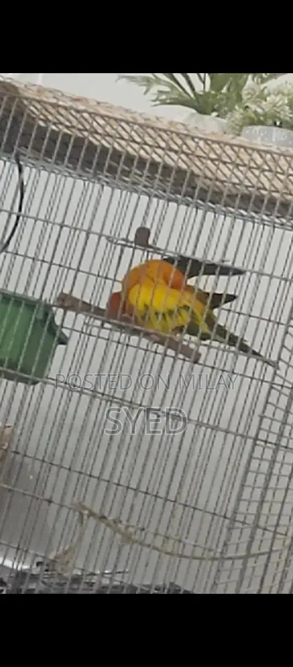 High Red Factor Sun Conure Breeding Pair