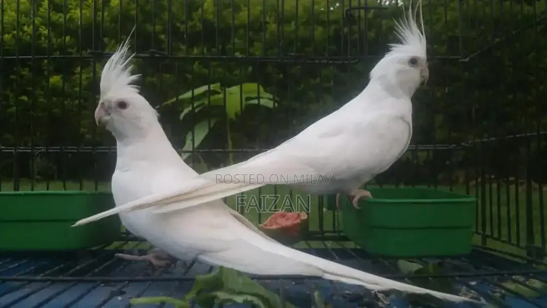 Elegant Cocktail Ino Pair - Size Variant Available