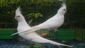 Photo - Elegant Cocktail Ino Pair - Size Variant Available