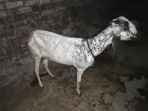 Pure Desi Goat Kid for Sale - Young and Healthy Livestock