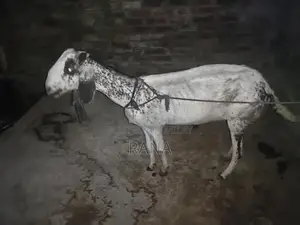 Pure Desi Goat Kid for Sale - Young and Healthy Livestock