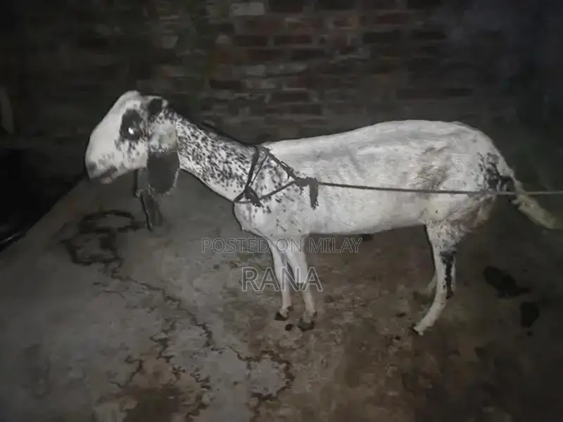 Pure Desi Goat Kid for Sale - Young and Healthy Livestock