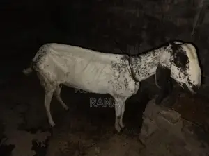 Pure Desi Goat Kid for Sale - Young and Healthy Livestock