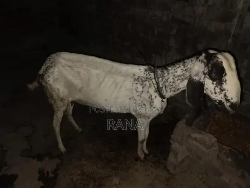 Pure Desi Goat Kid for Sale - Young and Healthy Livestock