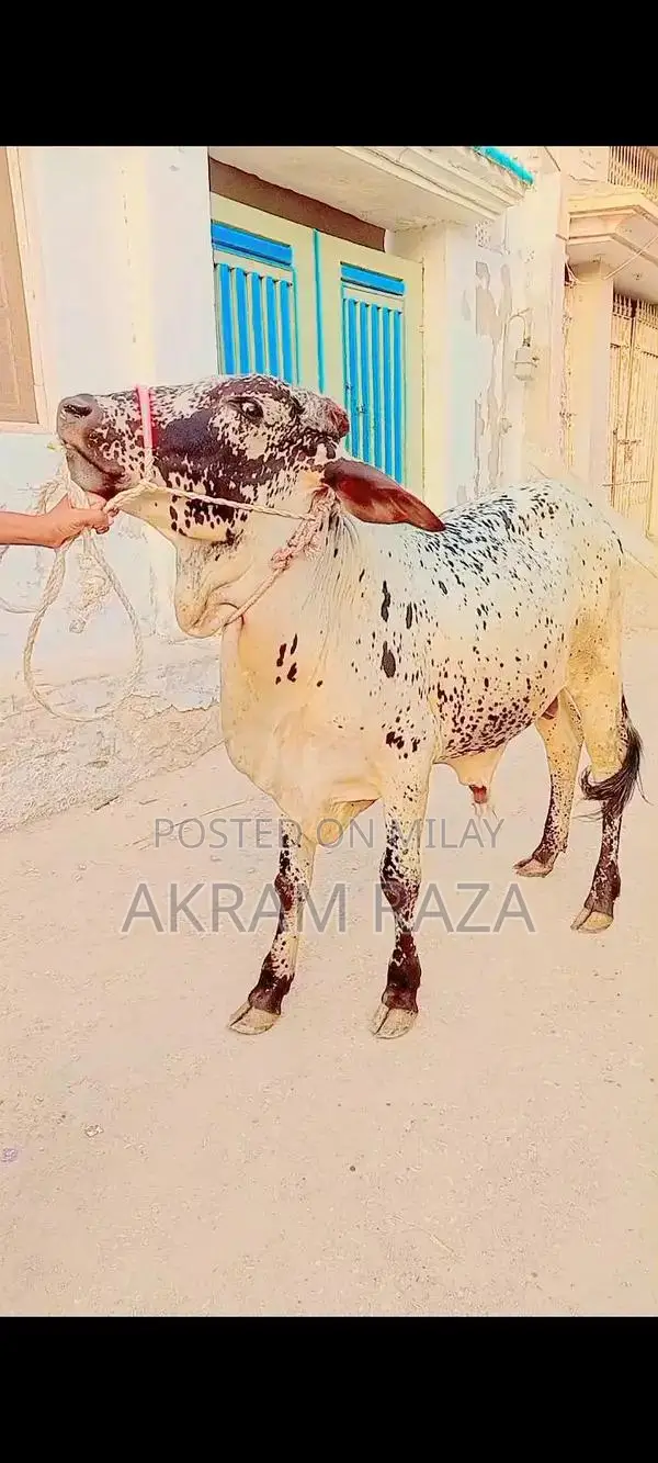 Cholistani Cross Breed Livestock for Qurbani Sacrifice