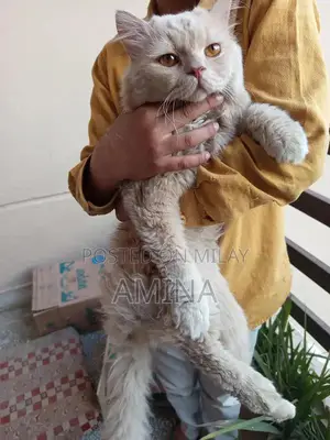 Photo - Realistic Persian Cat Adult Doll with Punch Face Design