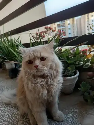 Realistic Persian Cat Adult Doll with Punch Face Design