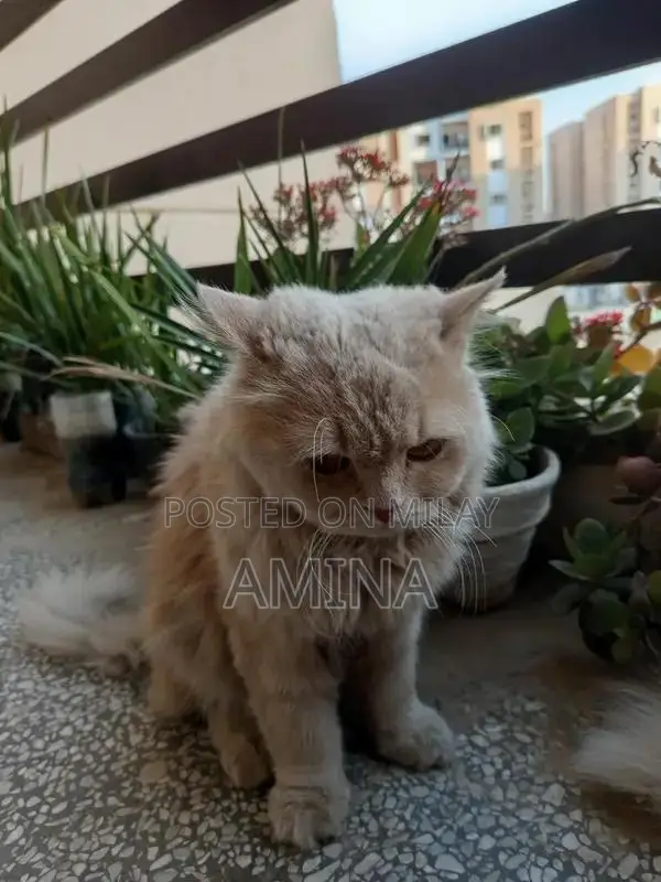 Realistic Persian Cat Adult Doll with Punch Face Design