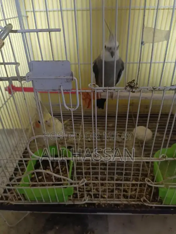 Cockatiel Breeding Pair with Optional Housing Package
