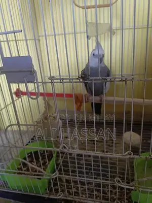 Cockatiel Breeding Pair with Optional Housing Package