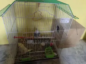 Cockatiel Breeding Pair with Optional Housing Package