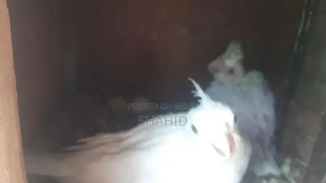 Pure ENO Cocktail Red Chicks - Hand Tamed Pet Birds