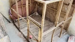 Photo - Cage pinjra wood