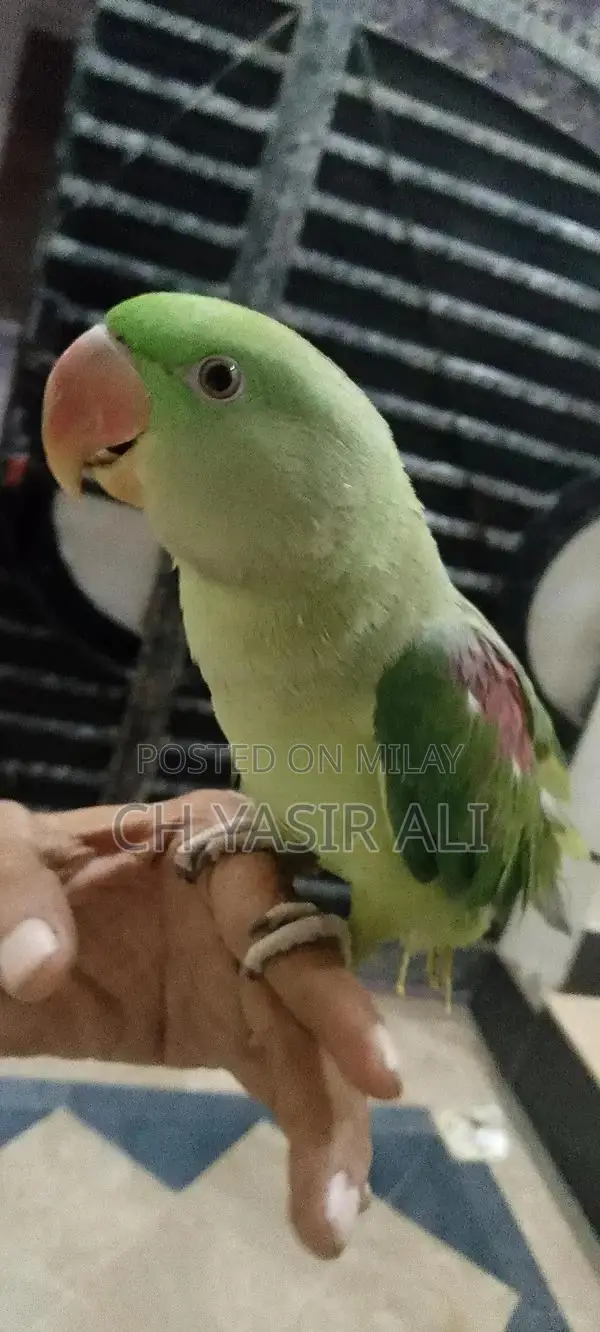 Beautiful Colorful Pet Bird Toty Parrot with Cage