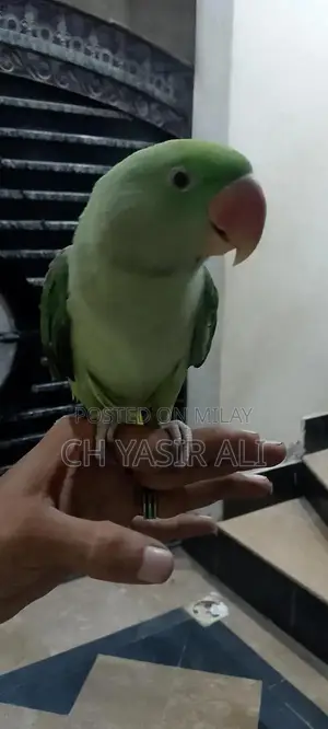 Beautiful Colorful Pet Bird Toty Parrot with Cage