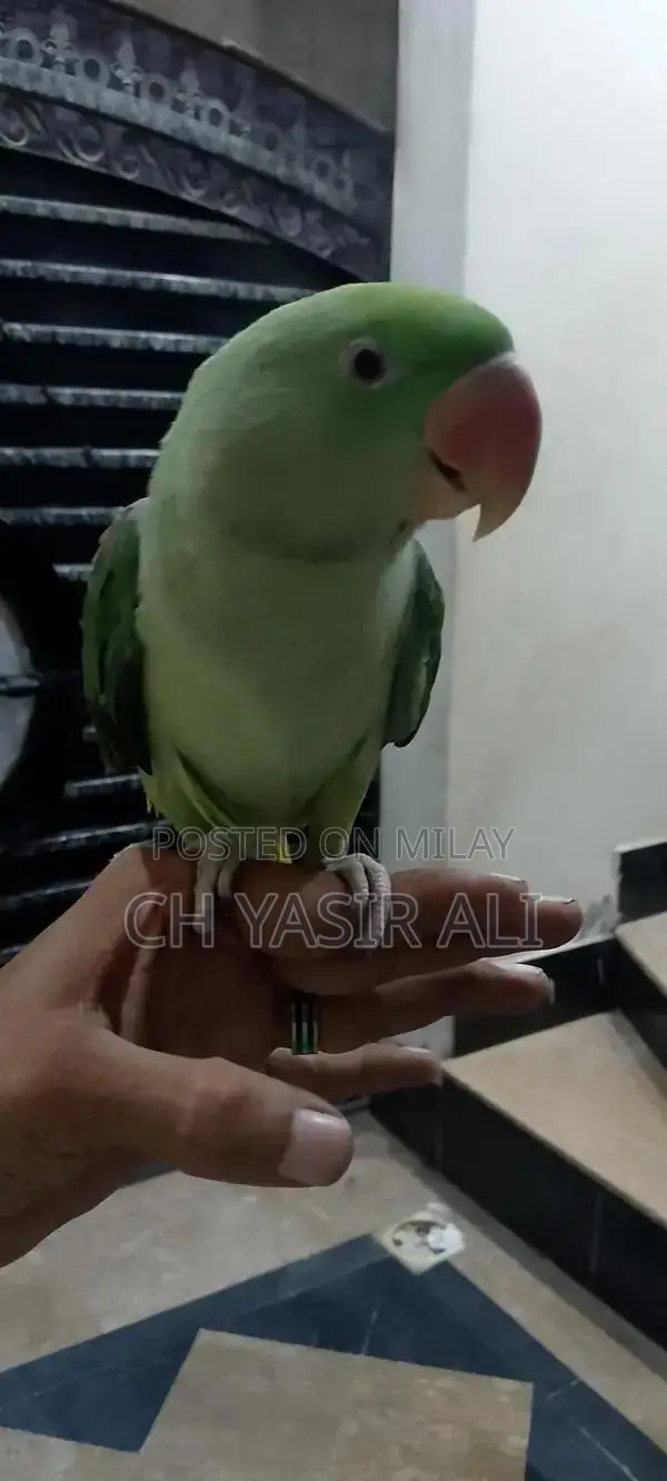 Beautiful Colorful Pet Bird Toty Parrot with Cage