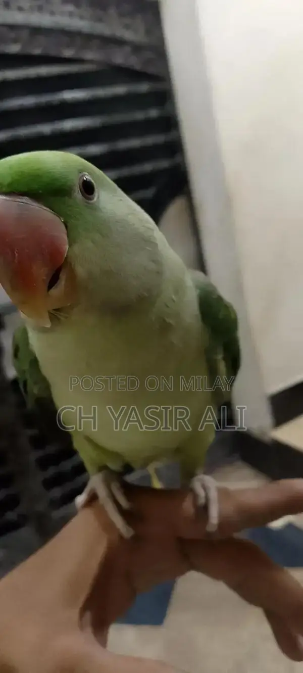 Beautiful Colorful Pet Bird Toty Parrot with Cage