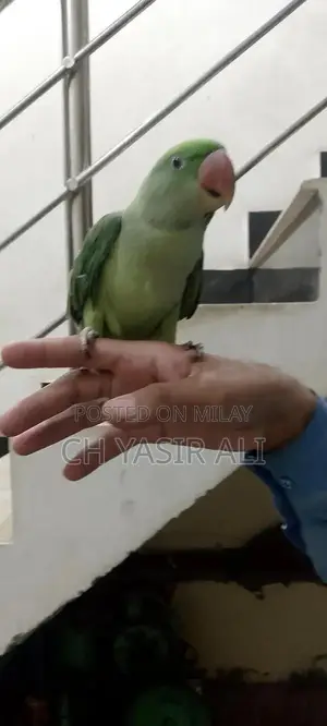 Beautiful Colorful Pet Bird Toty Parrot with Cage