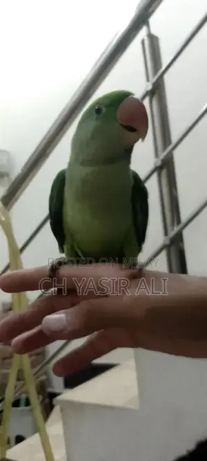 Beautiful Colorful Pet Bird Toty Parrot with Cage