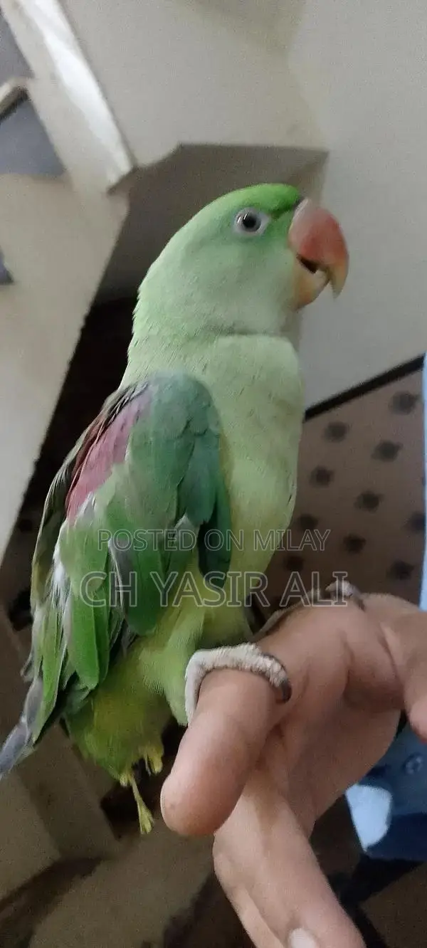 Beautiful Colorful Pet Bird Toty Parrot with Cage
