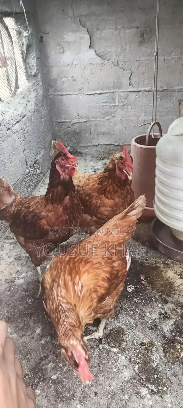 Lowman Brown Female Chicken - Productive Laying Hen