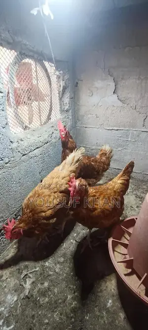 Lowman Brown Female Chicken - Productive Laying Hen