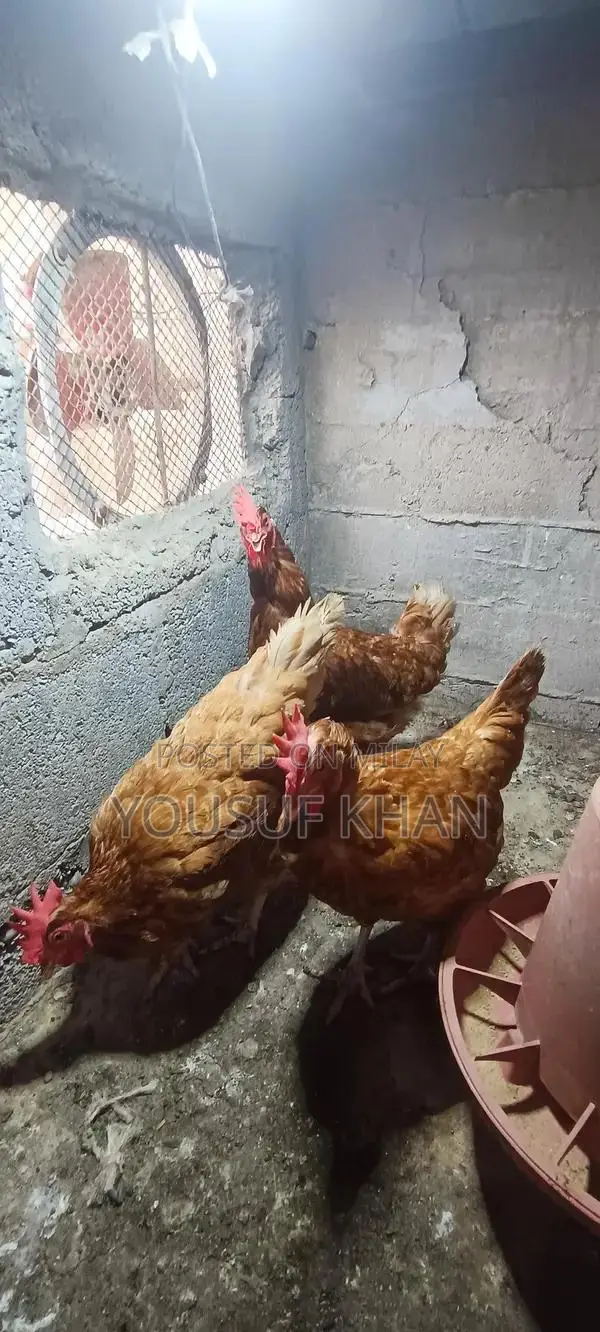 Lowman Brown Female Chicken - Productive Laying Hen