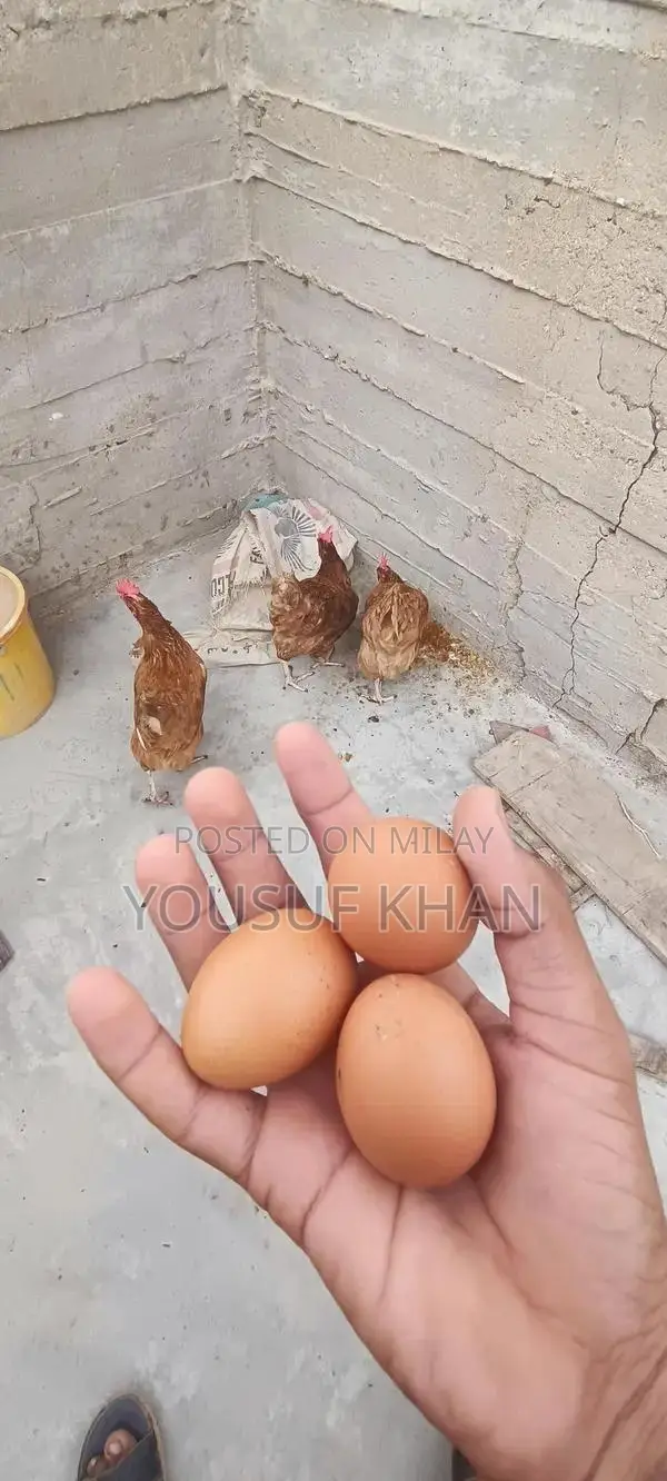 Lowman Brown Female Chicken - Productive Laying Hen