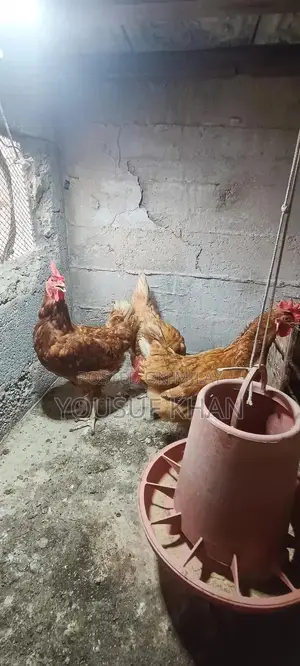 Lowman Brown Female Chicken - Productive Laying Hen