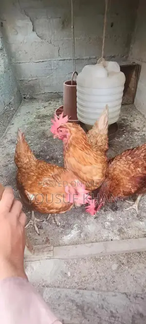 Lowman Brown Female Chicken - Productive Laying Hen