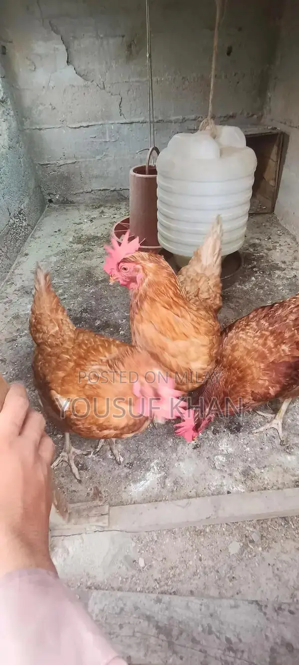 Lowman Brown Female Chicken - Productive Laying Hen