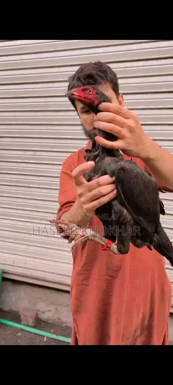 Barmi Plus Vait Naat Female Puppy - 8 Months Old