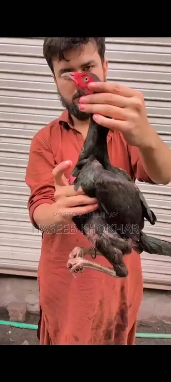 Barmi Plus Vait Naat Female Puppy - 8 Months Old