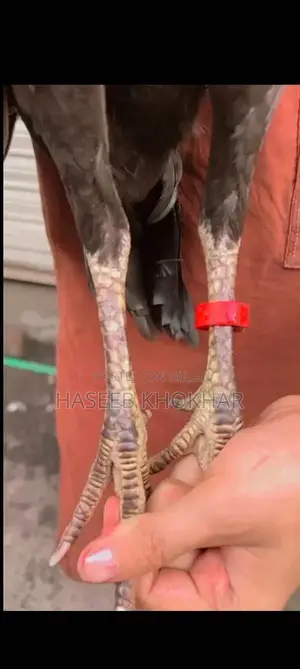 Barmi Plus Vait Naat Female Puppy - 8 Months Old